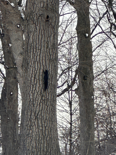 Eastern Gray Squirrel