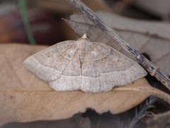 Episemasia