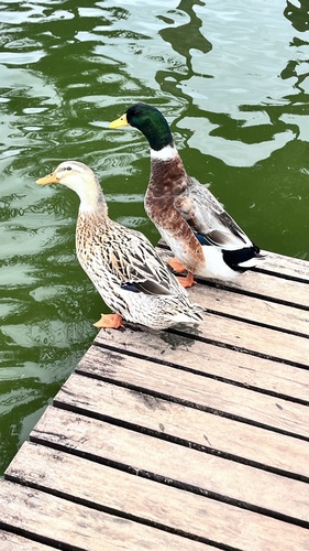 Domestic Mallard
