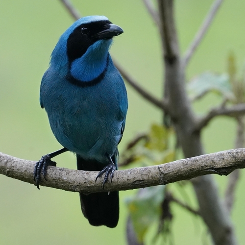 Turquoise Jay (Cyanolyca turcosa), photo 3