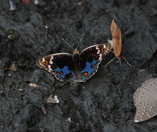 Blue Pansy
