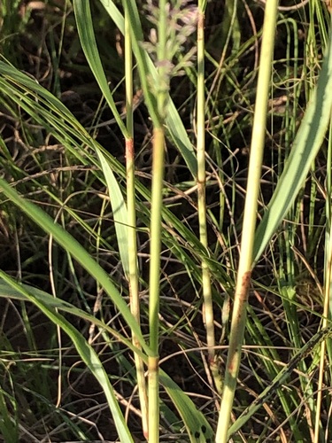 Gum grass (Eragrostis gummiflua)