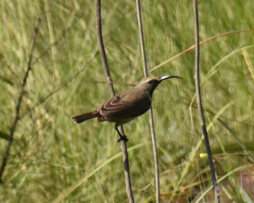 Amethyst Sunbird (Chalcomitra amethystina), photo 5