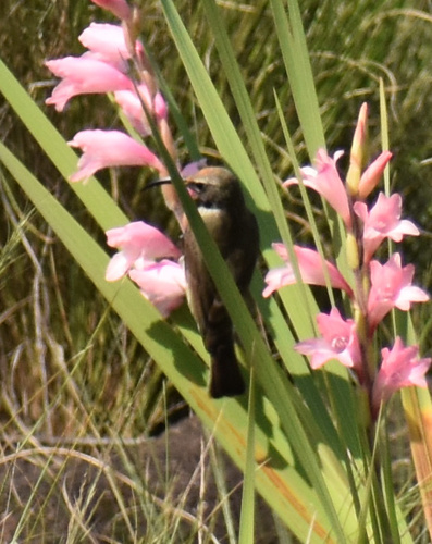 Amethyst Sunbird (Chalcomitra amethystina), photo 6