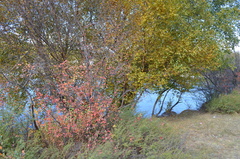 Cotoneaster melanocarpus