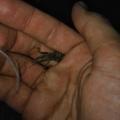 Gryllotalpa africana