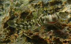 Shady Rockskipper photo 4