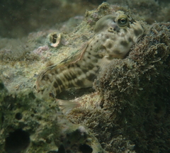 Shady Rockskipper photo 3