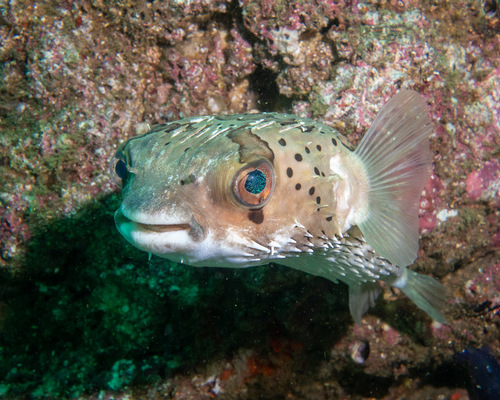 Longspined Porcupinefish (Diodon holocanthus) · iNaturalist Canada