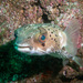 Longspined Porcupinefish - Photo (c) Andrew McKinlay, some rights reserved (CC BY-NC), uploaded by Andrew McKinlay