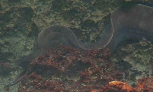 Liver-colored moray eel (Gymnothorax hepaticus) — Muraenidae