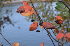 Cotoneaster melanocarpus