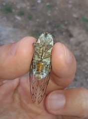 Cicada barbara