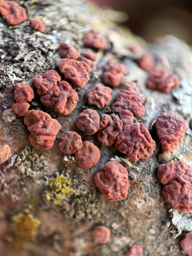 Peniophora rufa · February 2026 · photo: © tanner-lichens-shrooms (iNaturalist, cc-by)