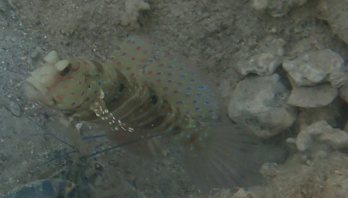 Harlekijn-garnaalgrondel (Cryptocentrus caeruleopunctatus) — Gobiidae