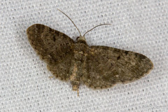 Eupithecia tripunctaria