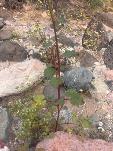 Chylismia cardiophylla, photograph 6