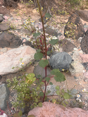 Chylismia cardiophylla, photograph (c) T. J. Samojedny, some rights reserved (CC BY)