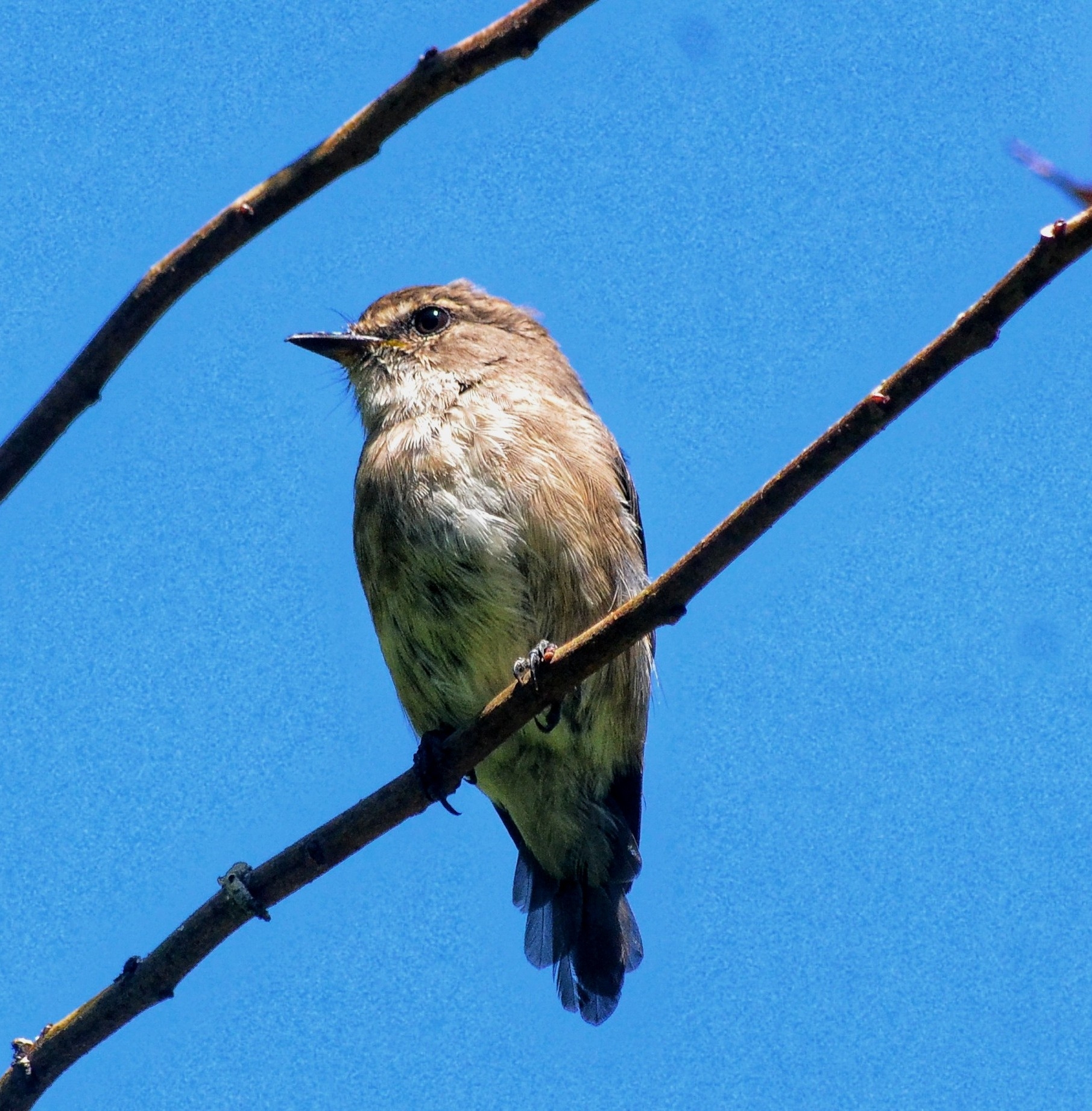 African Dusky Flycatcher (Muscicapa adusta), photo 9