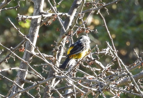 Blue-and-yellow Tanager (Rauenia bonariensis), photo 8