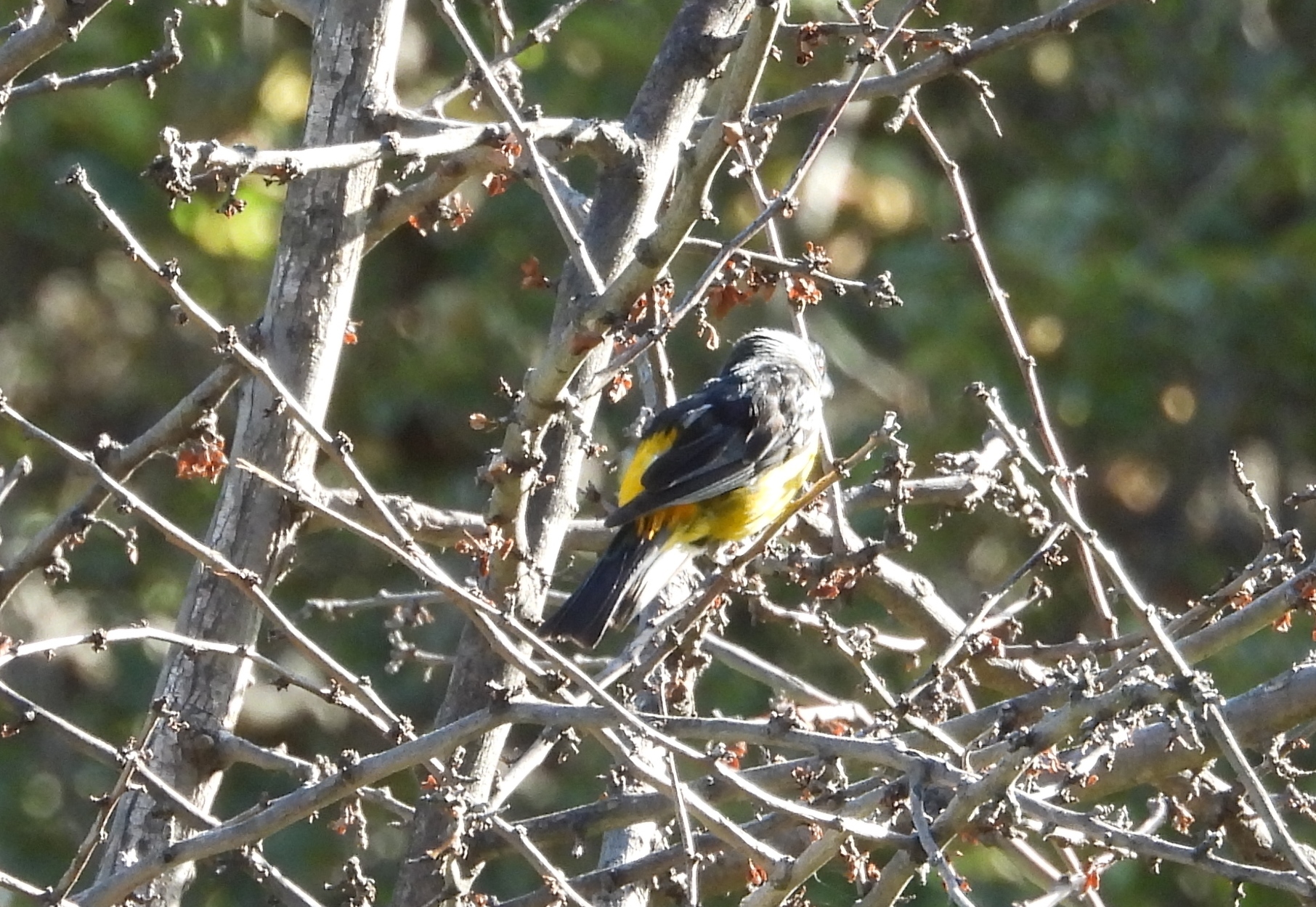 Blue-and-yellow Tanager (Rauenia bonariensis), photo 8