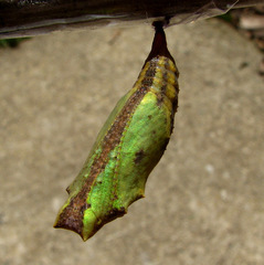 Vanessa virginiensis