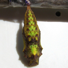 Vanessa virginiensis