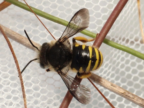 Afranthidium sjoestedti