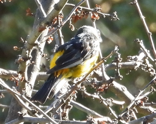 Blue-and-yellow Tanager (Rauenia bonariensis), photo 7