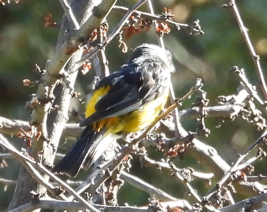 Blue-and-yellow Tanager (Rauenia bonariensis), photo 7