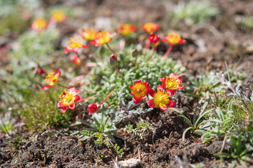 Calandrinia caespitosa, photograph 1