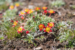 Calandrinia caespitosa, photograph (c) Morten Ross, some rights reserved (CC BY)