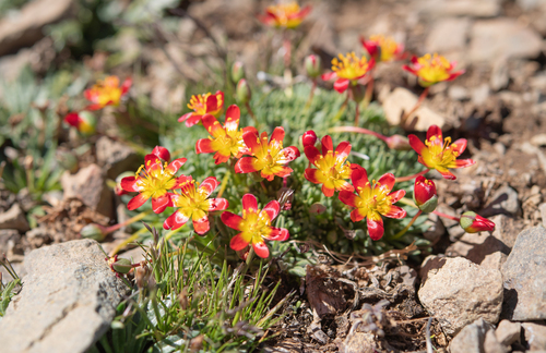 Calandrinia caespitosa, photograph 3