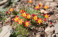 Calandrinia caespitosa, photograph (c) Morten Ross, some rights reserved (CC BY)