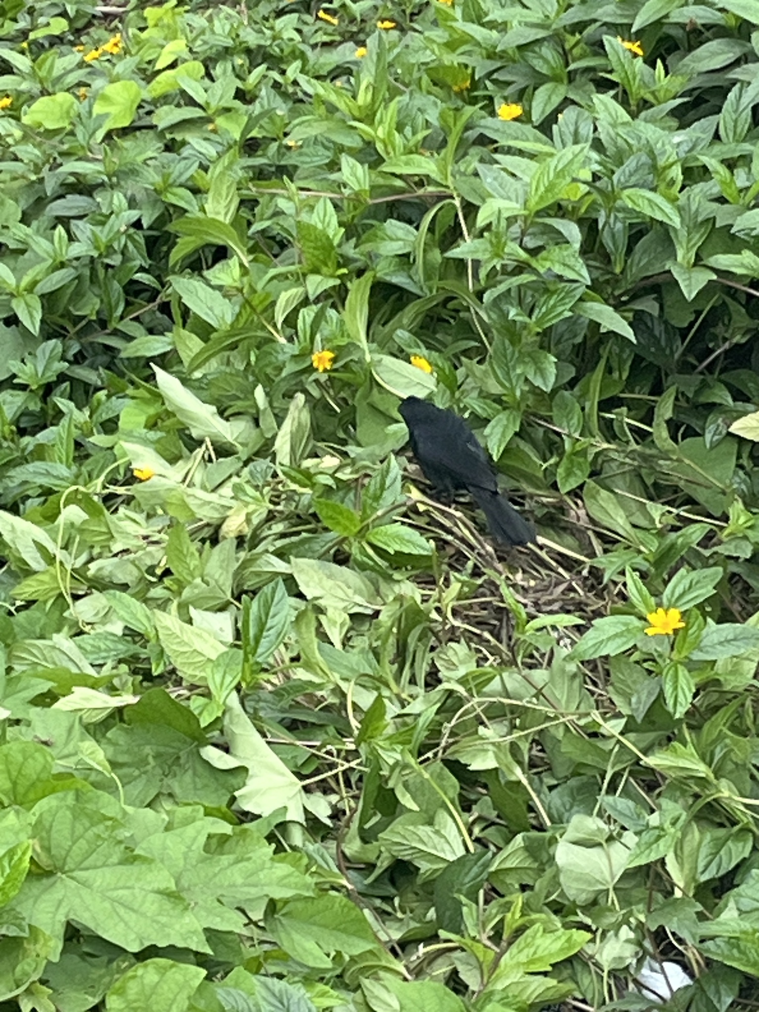 Scrub Blackbird (Dives warczewiczi), photo 5