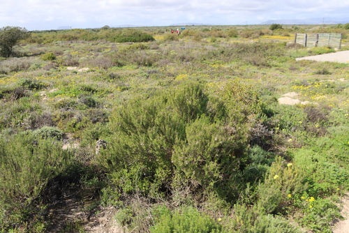 Beach Gumbush (Pteronia uncinata)