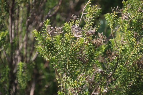 Pteronia uncinata, photograph 1