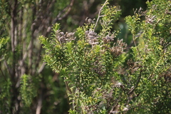 (c) Tony Rebelo, some rights reserved (CC BY-SA) Pteronia uncinata, photograph (c) Tony Rebelo, some rights reserved (CC BY-SA)
