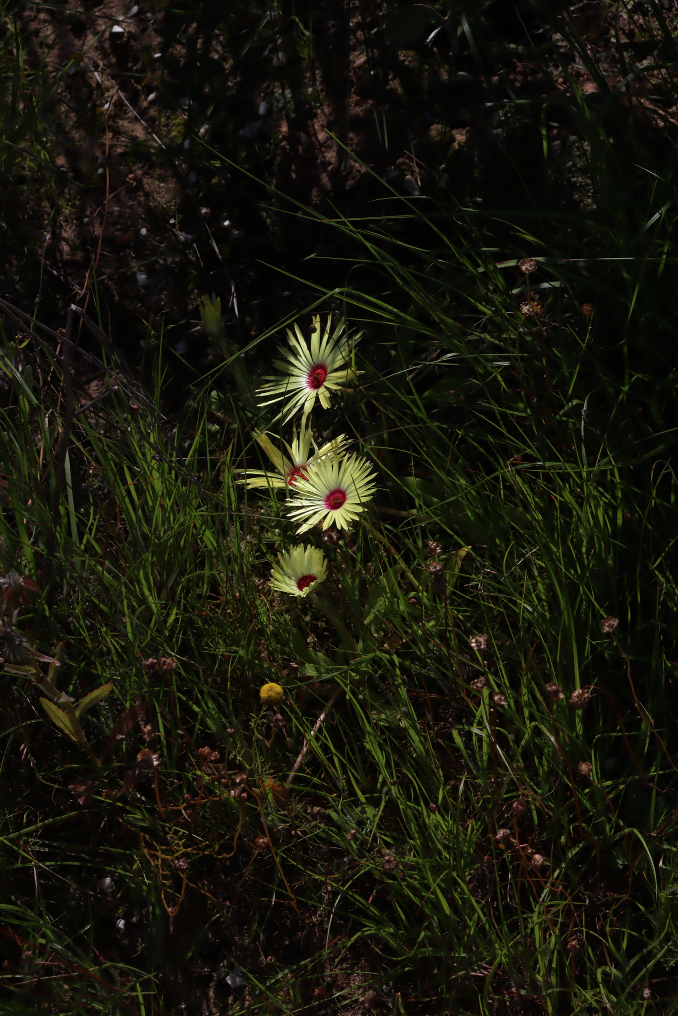 Livingstone Daisy (Cleretum bellidiforme)