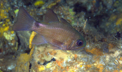 Nectamia savayensis