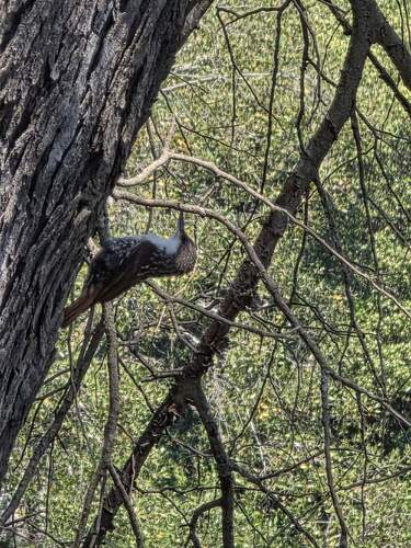 White-throated Treerunner (Pygarrhichas albogularis), photo 3