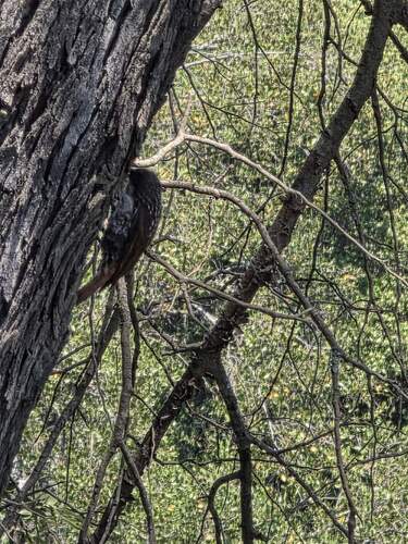 White-throated Treerunner (Pygarrhichas albogularis), photo 4