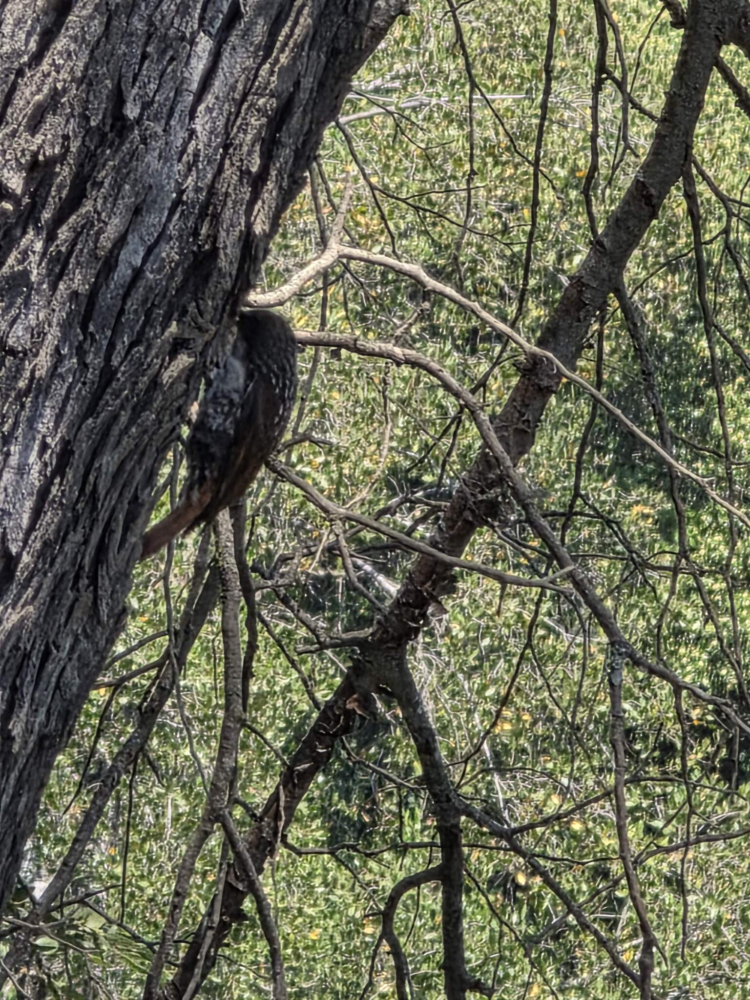 White-throated Treerunner (Pygarrhichas albogularis), photo 4