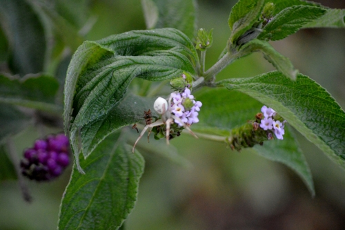Image of Lantana trifolia by (c) Douglas, some rights reserved (CC BY)