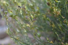Linaria sessilis