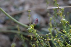 Linaria sessilis