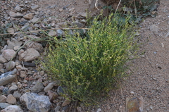 Linaria sessilis