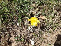 Narcissus minor