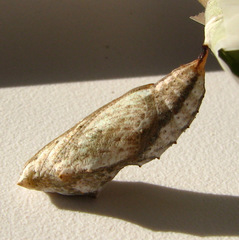 Vanessa virginiensis