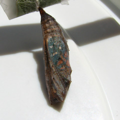 Vanessa virginiensis